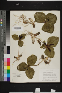 Trillium decumbens image