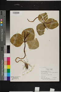 Trillium decumbens image