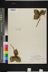 Trillium decumbens image