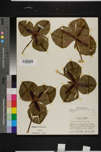 Trillium decumbens image