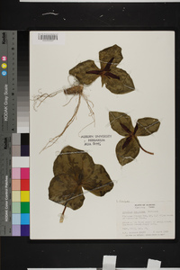 Trillium decumbens image