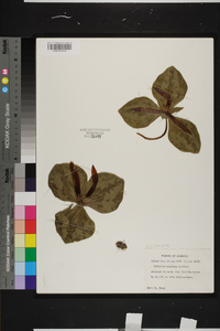 Trillium decumbens image