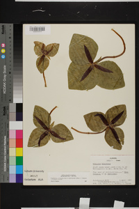 Trillium decumbens image