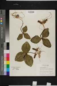 Trillium decumbens image