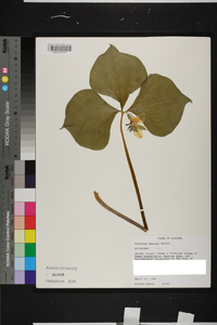 Trillium rugelii image