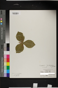 Trillium sessile image