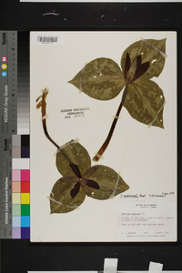 Trillium underwoodii image