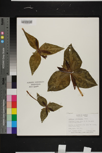 Trillium underwoodii image