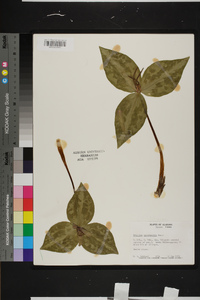 Trillium underwoodii image