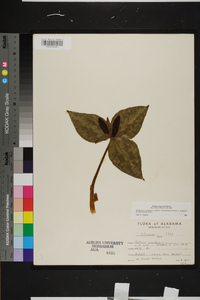 Trillium underwoodii image