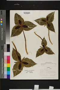 Trillium underwoodii image