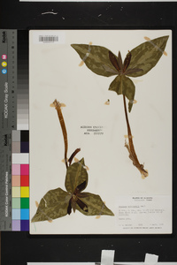 Trillium underwoodii image