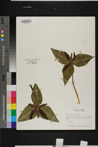 Trillium underwoodii image