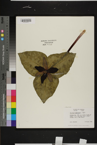 Trillium underwoodii image