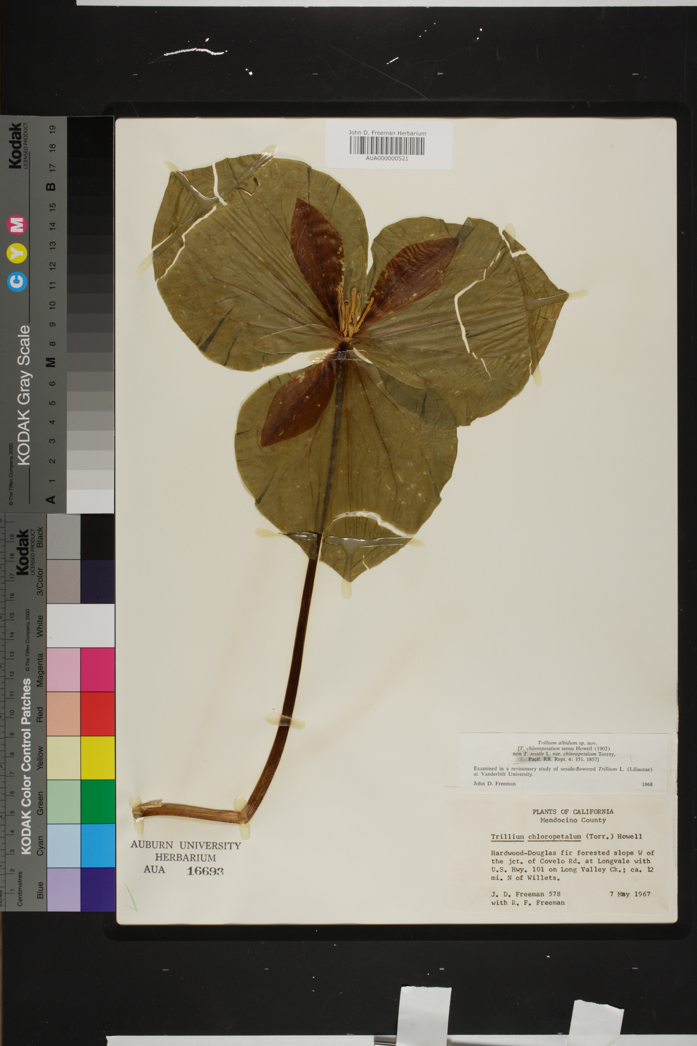 Trillium albidum image