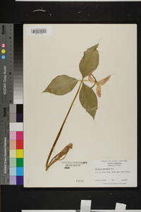 Trillium catesbaei image