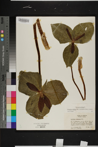 Trillium cuneatum image