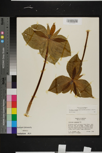 Trillium cuneatum image