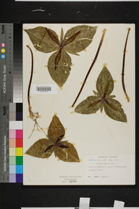 Trillium cuneatum image