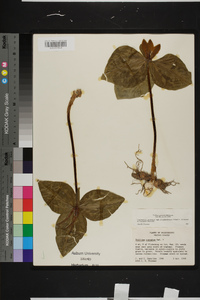 Trillium cuneatum image