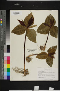 Trillium cuneatum image