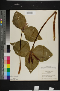 Trillium cuneatum image