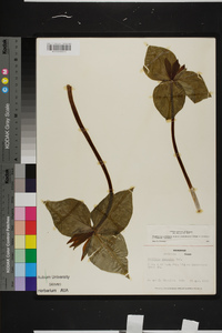 Trillium cuneatum image