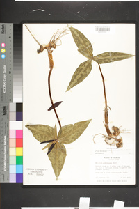 Trillium decipiens image