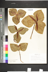 Trillium decumbens image