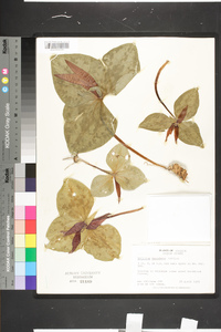 Trillium decumbens image