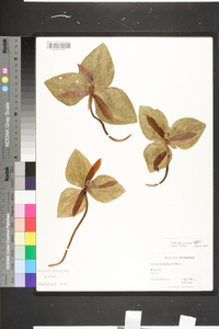 Trillium decumbens image