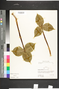 Trillium discolor image