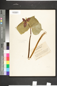 Trillium erectum image