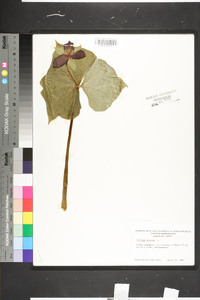 Trillium erectum image