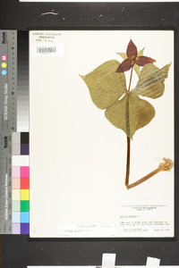 Trillium erectum image