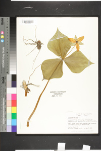 Trillium erectum image