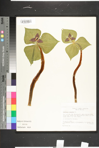 Trillium erectum image