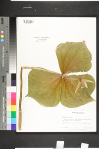 Trillium erectum image