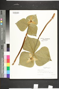 Trillium erectum image