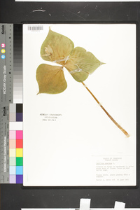 Trillium erectum image