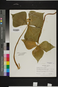 Trillium erectum image