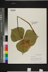 Trillium erectum image