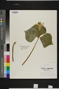 Trillium flexipes image