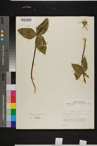 Trillium ludovicianum image