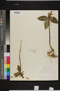 Trillium ludovicianum image