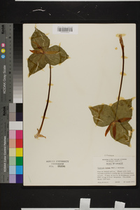 Trillium luteum image