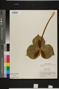 Trillium luteum image