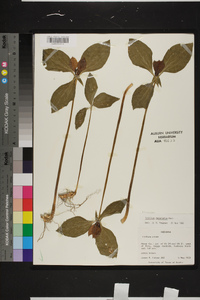 Trillium recurvatum image