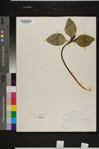 Trillium recurvatum image