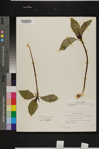 Trillium recurvatum image